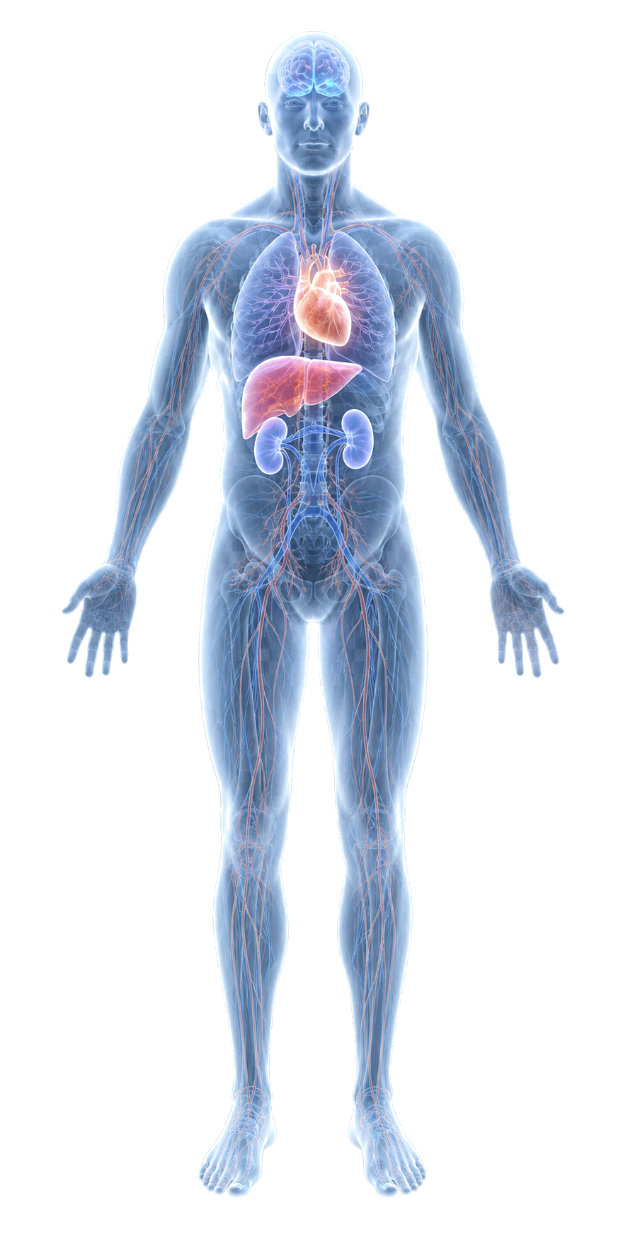 HealthTwin AI 人体健康画像